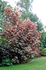 Acer pseudoplatanus Esk Sunset